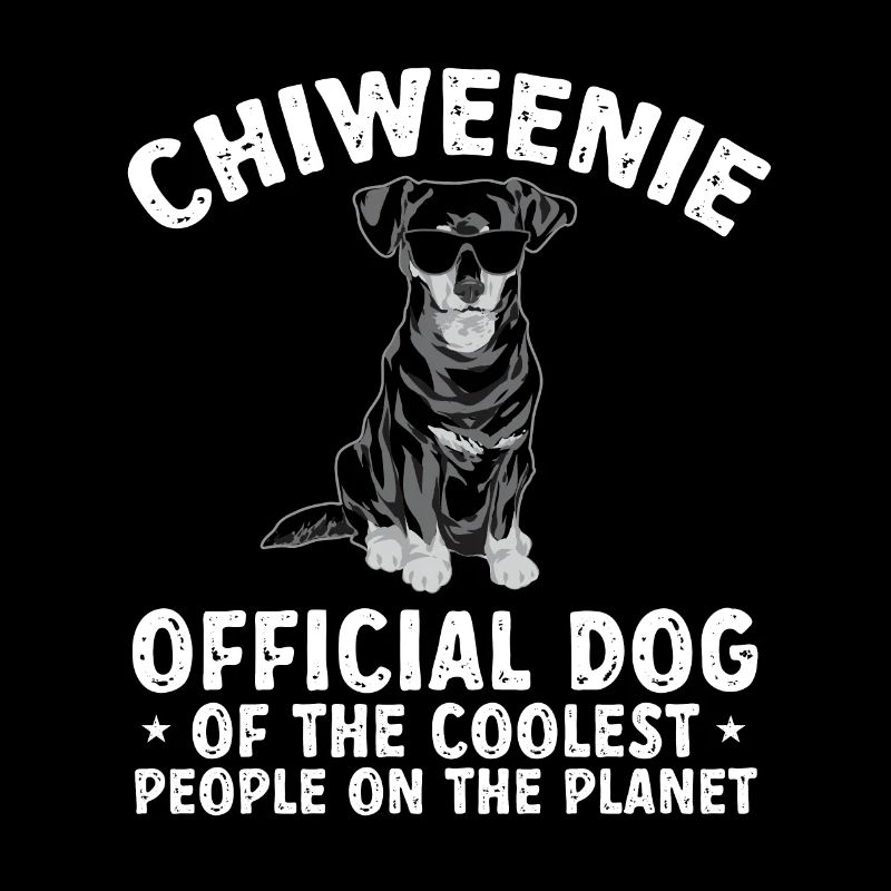 Chiweenie Dog