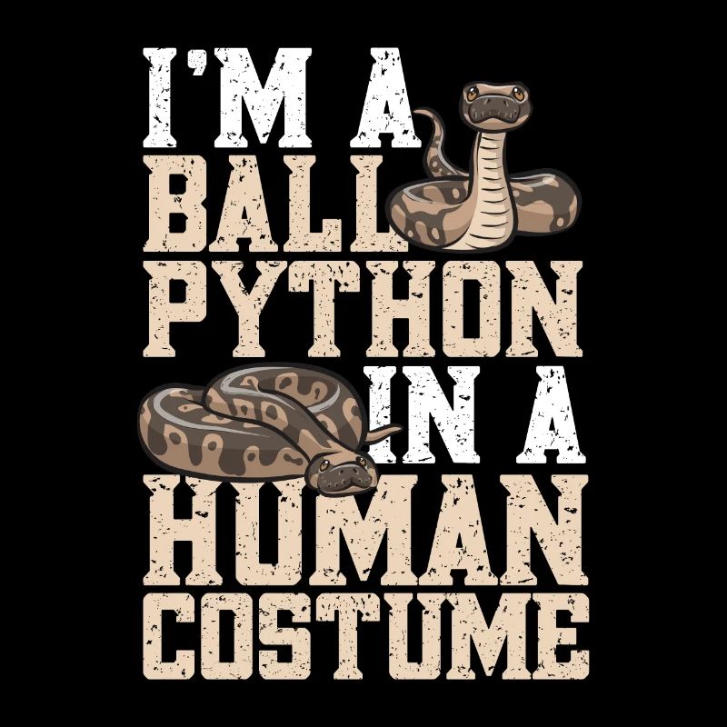 Ball Python Schlange Königspython