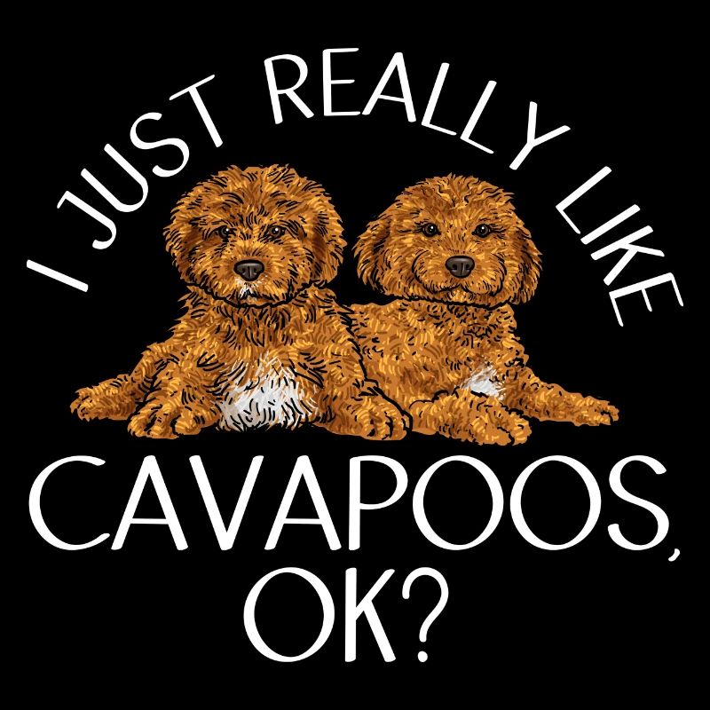 Cavapoo Cavoodle Capoodle Hund