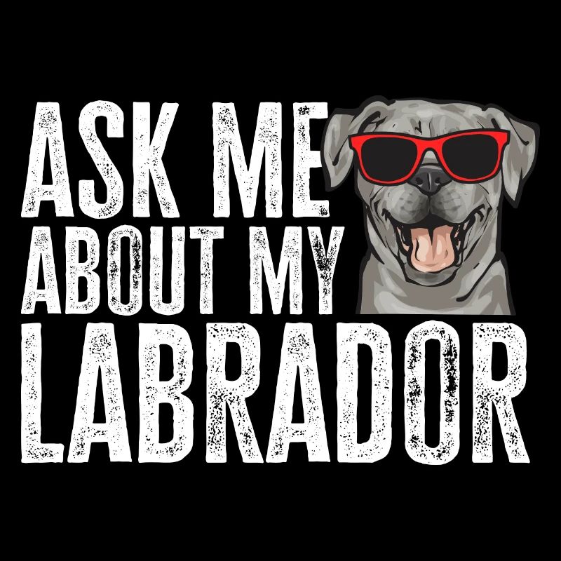 Silver Labrador Retriever Silver Lab