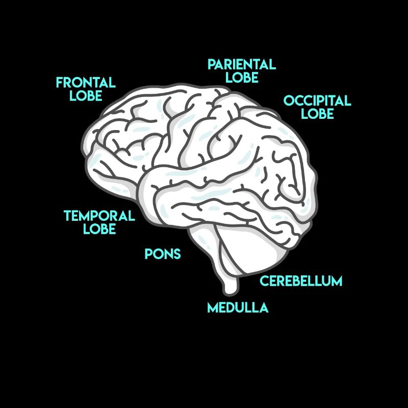 Anatomie eines Gehirns Medizin Student