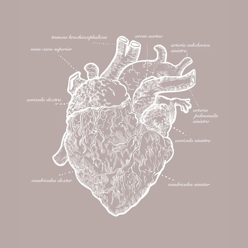 Anatomisches herz