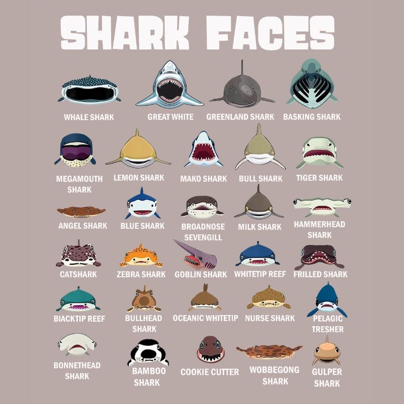 Types de visages de requin. Identification du visage du requin