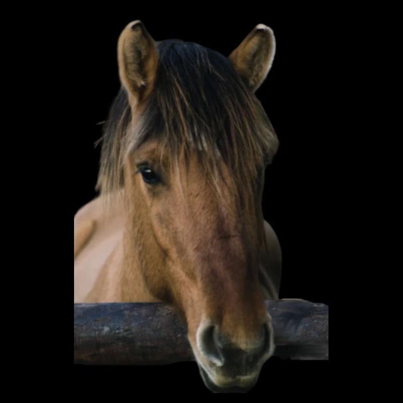 cheval Brun sans cavalier