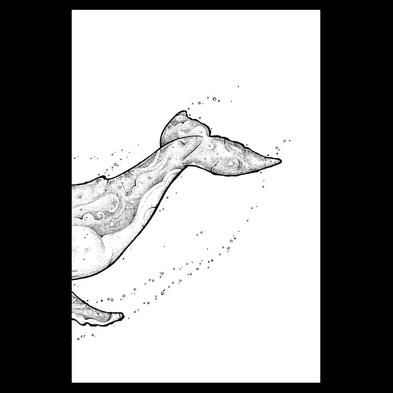 Humpback Whale B