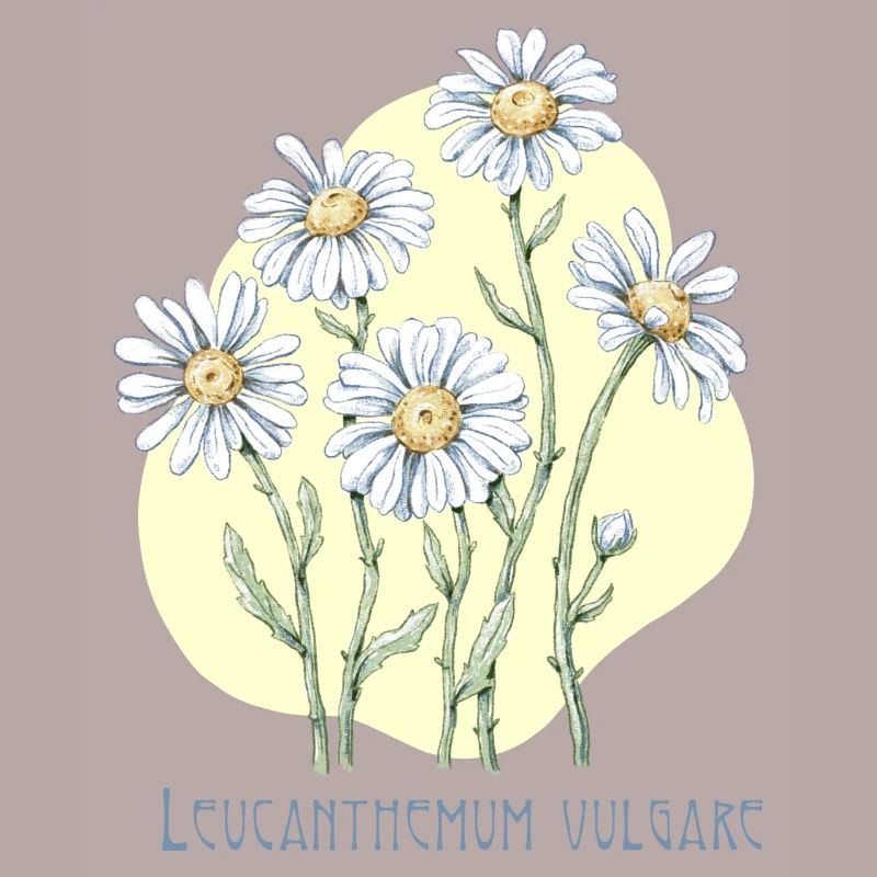 Jastrun proper botanical drawing