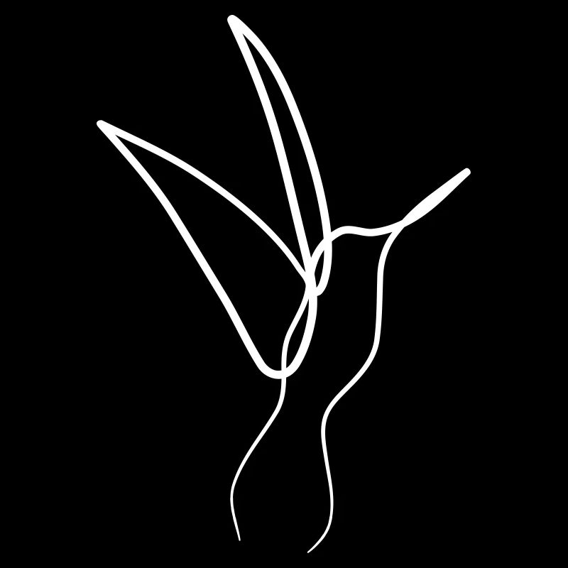 Kolibri