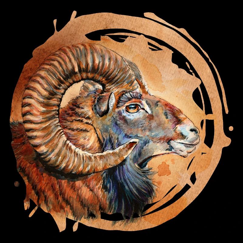 Mouflon | Mouflon