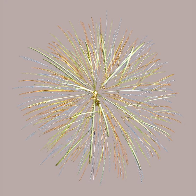 Feu d’artifice - Fireworks (multicolor)