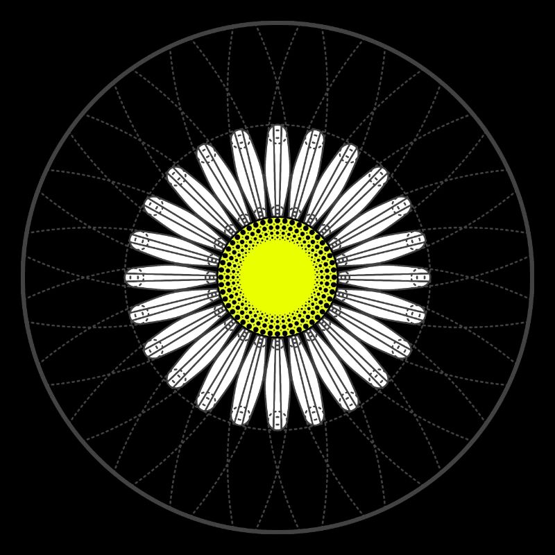 Gänseblümchen - Dunkel