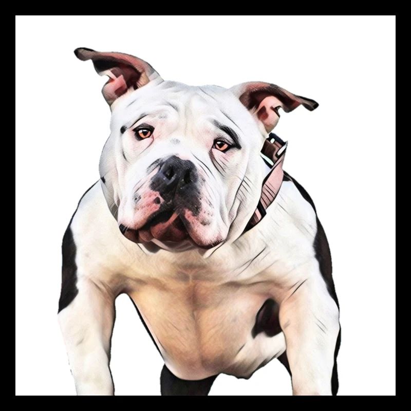 American Bully