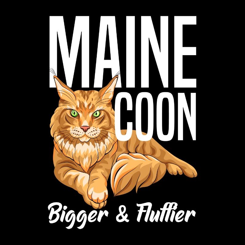 Maine Coon Chat