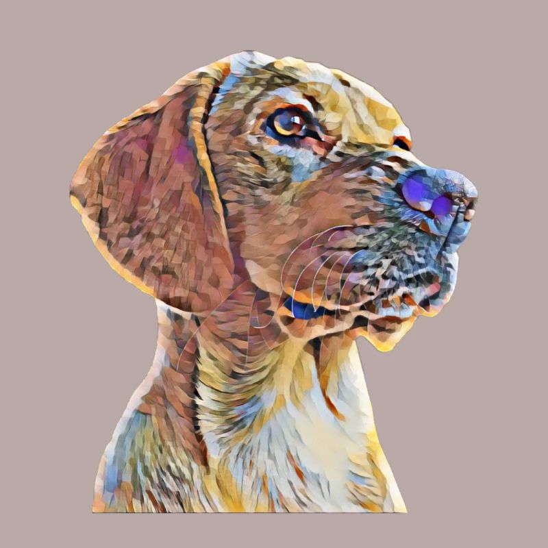 Labrador