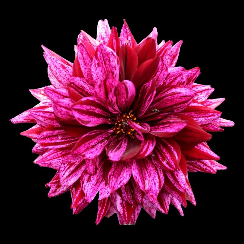 Fleur Rose Rose Fleur Fleurs Rose Rose Fleurs