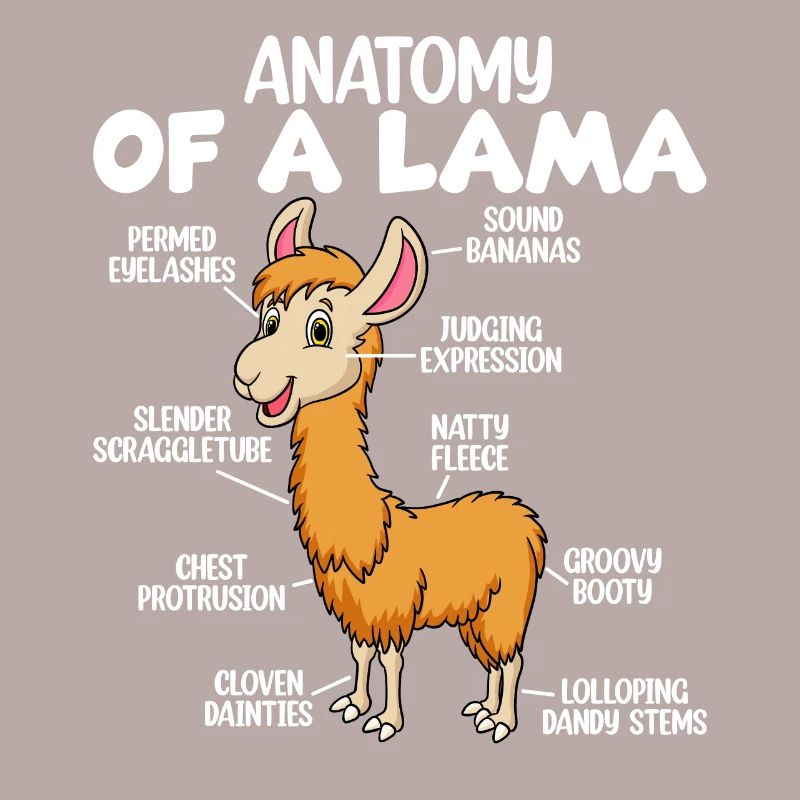 Anatomie eines Lamas