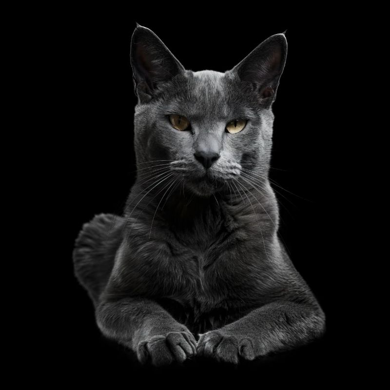 Korat