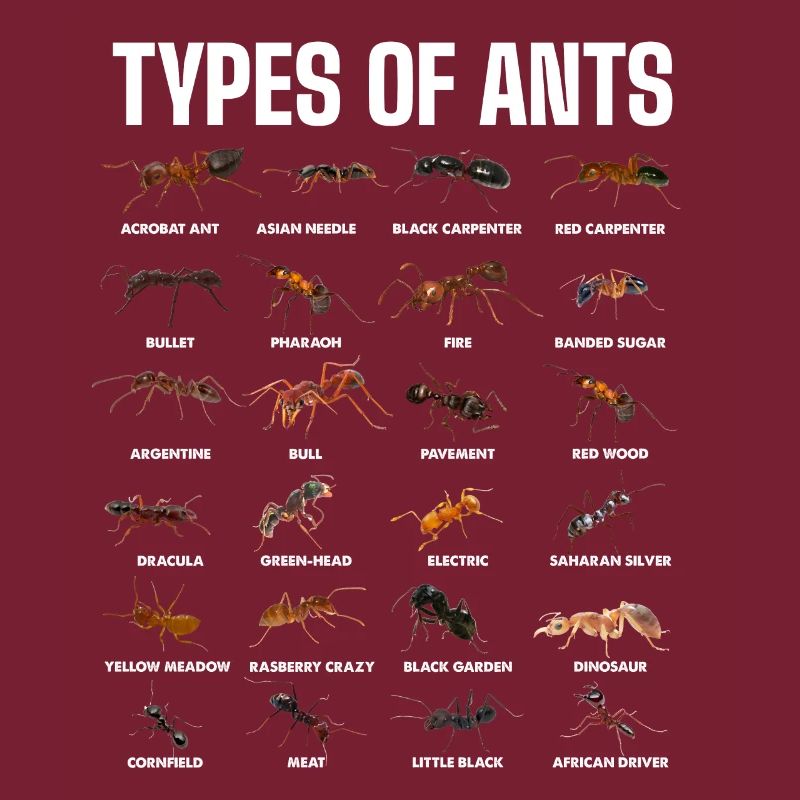 Types de fourmis pour les amateurs de fourmis