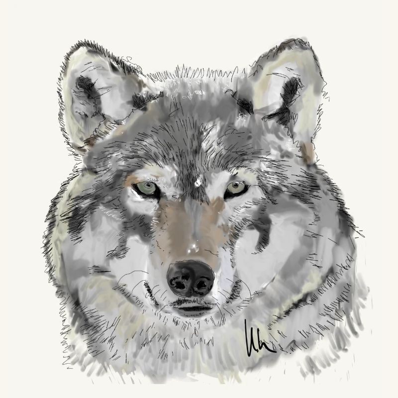 Wolf