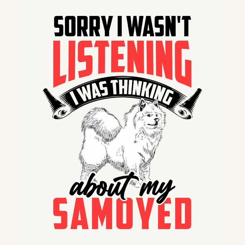 Samoyed was distracted Samoyed spitz