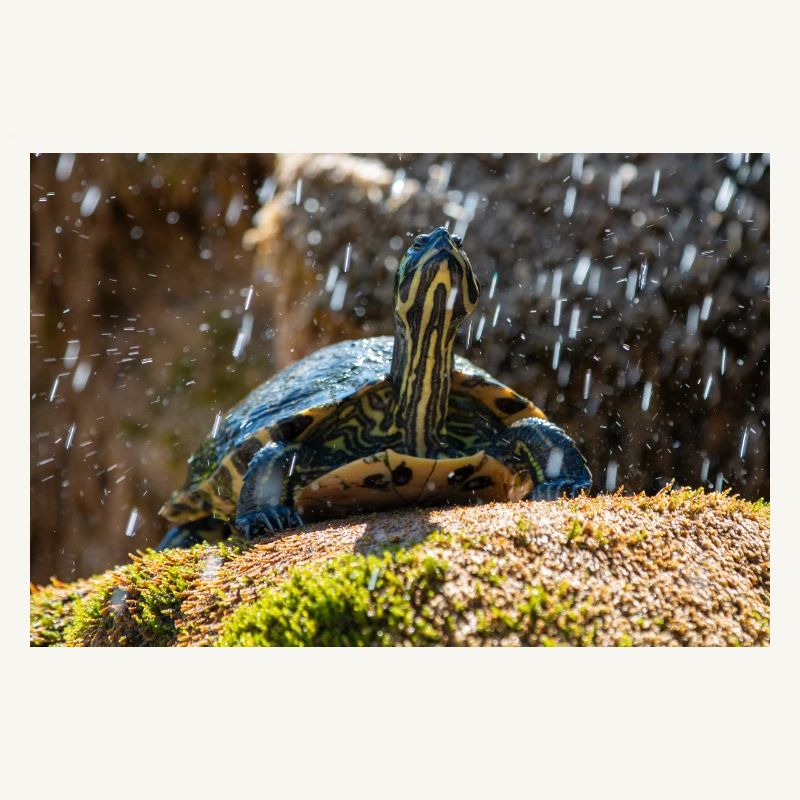 Trachemys scripta scripta scripta