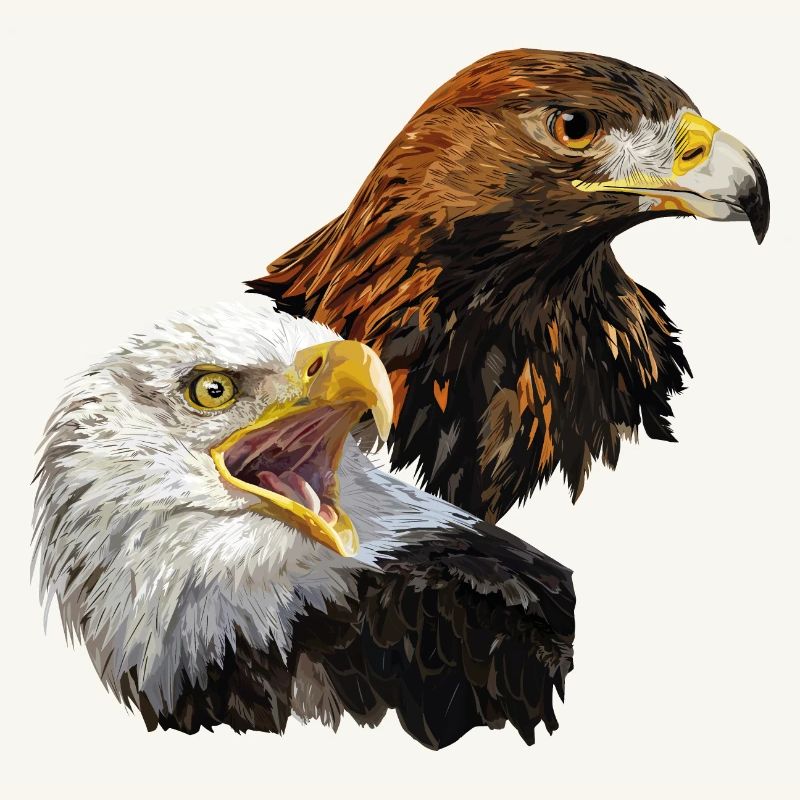 Bald Eagle and Golden Eagle