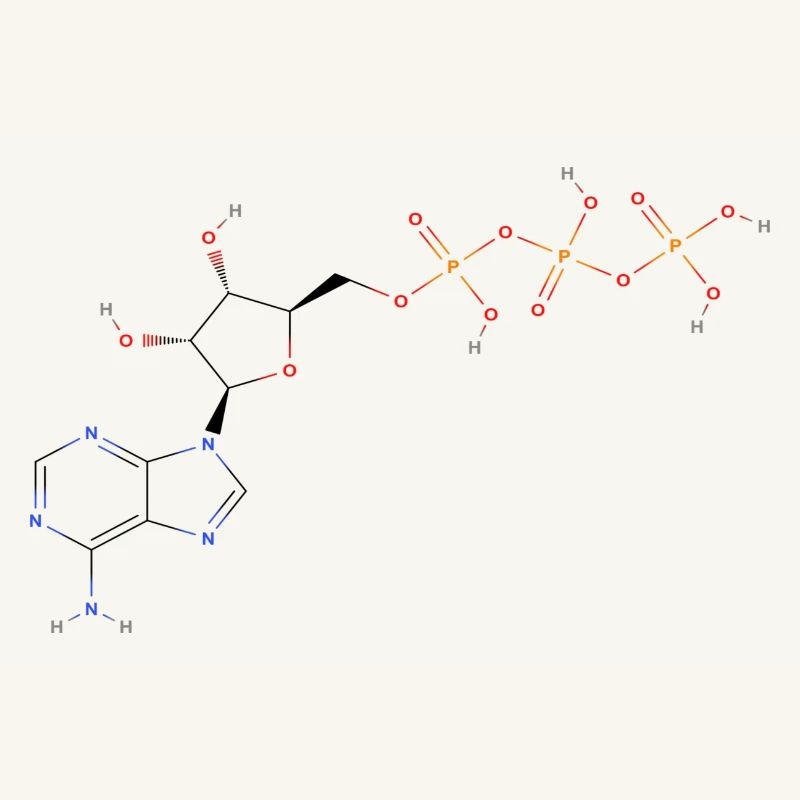 Adenosintriphosphat Molekül - Farbige Struktur