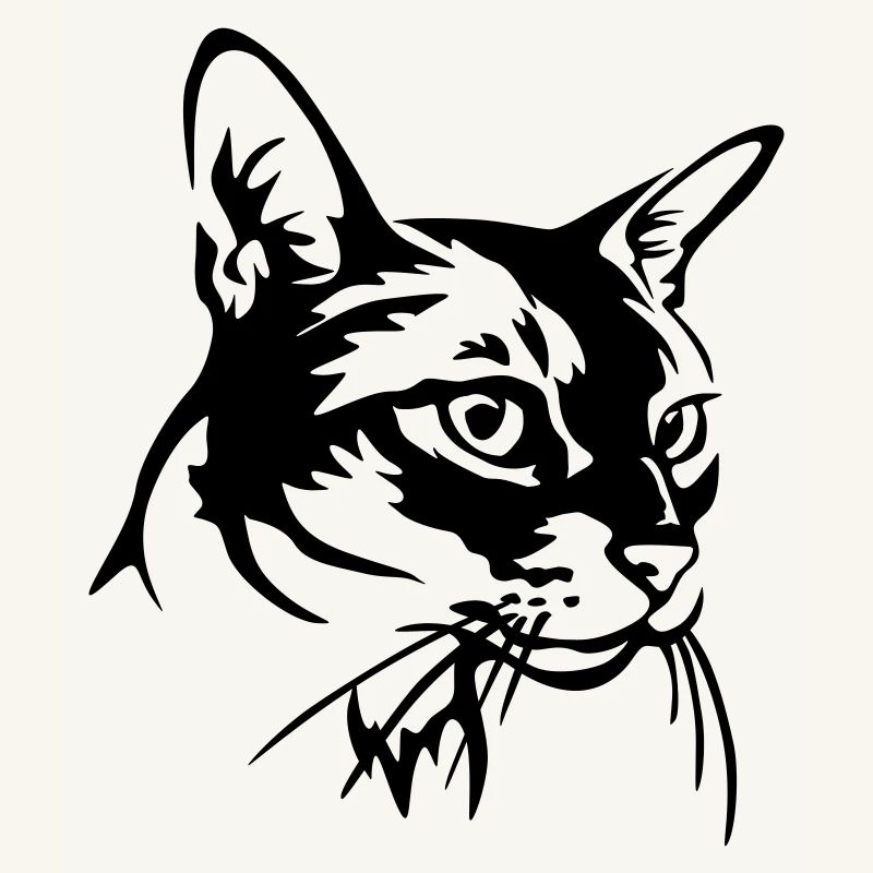Abessiner Katze