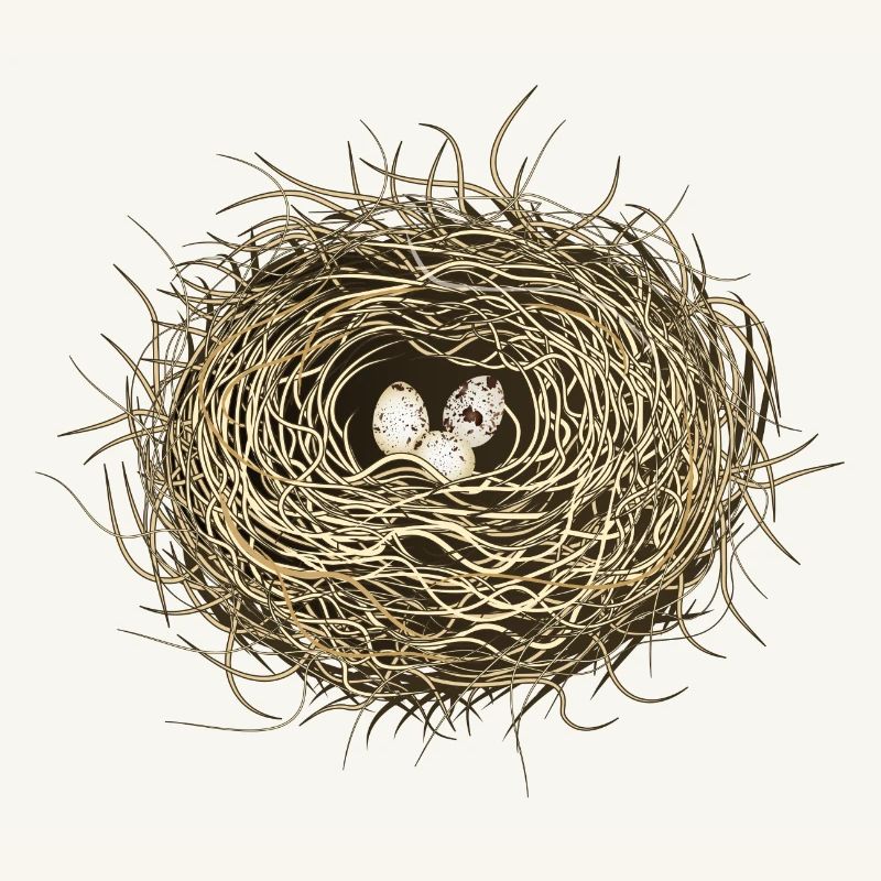 Vogelnest oder Osternest mit drei Vogel Eier