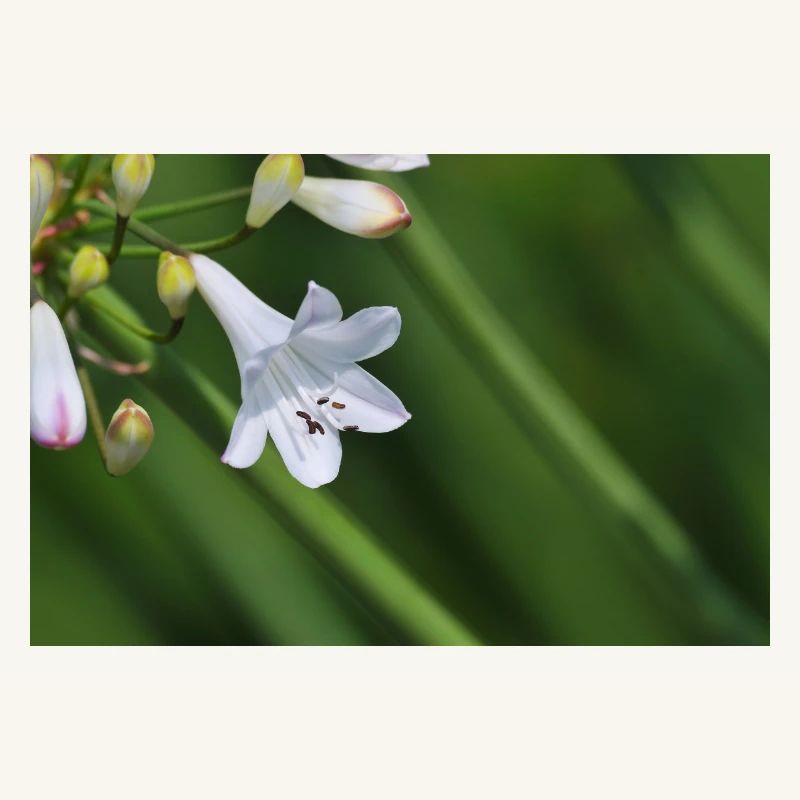 Macro de la fleur de lys blanc