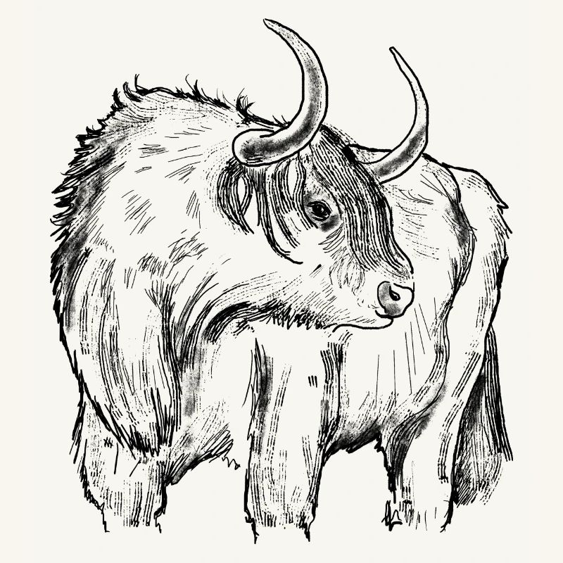 Highland beef drawing