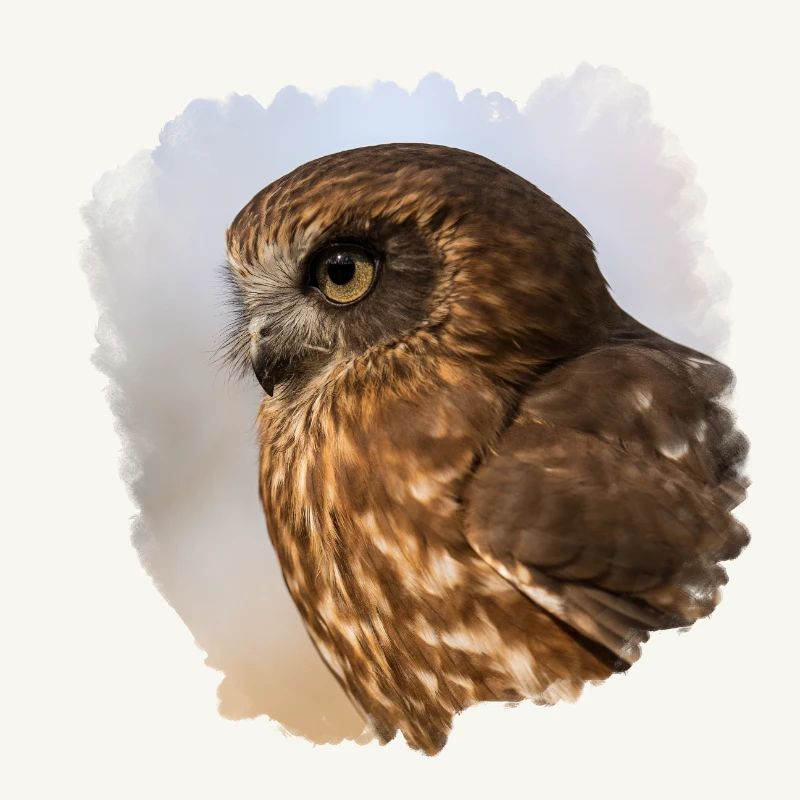 Owl design