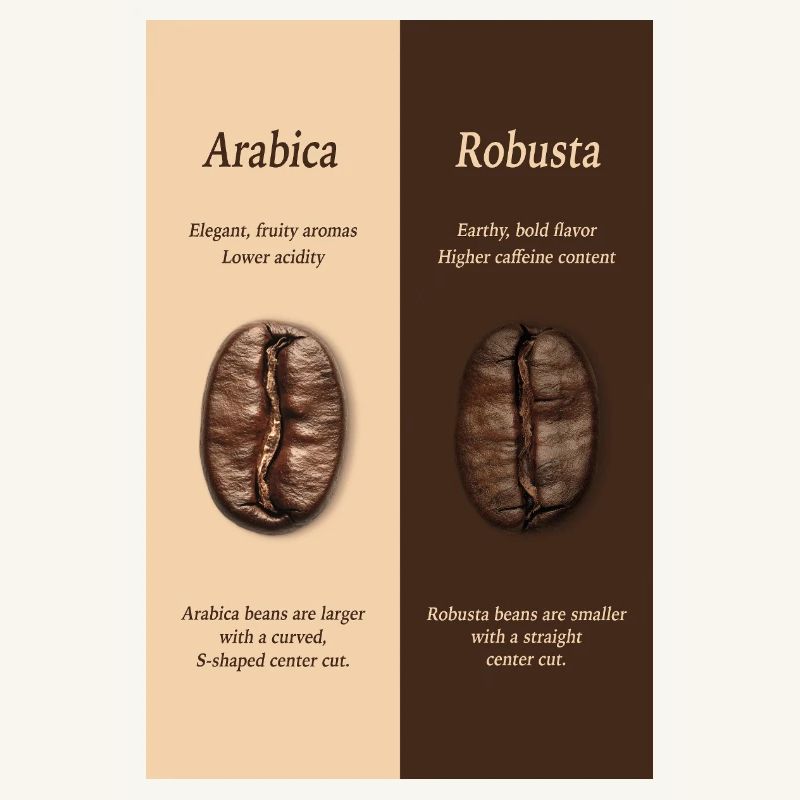Arabica vs Robusta Coffee Guide Poster