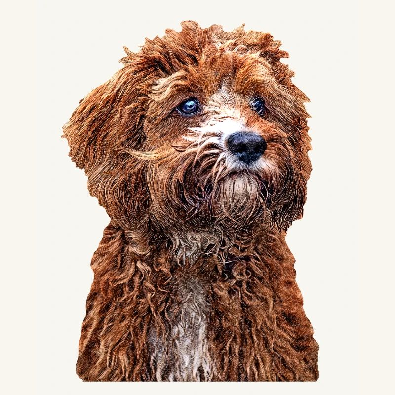 Cavapoo 2
