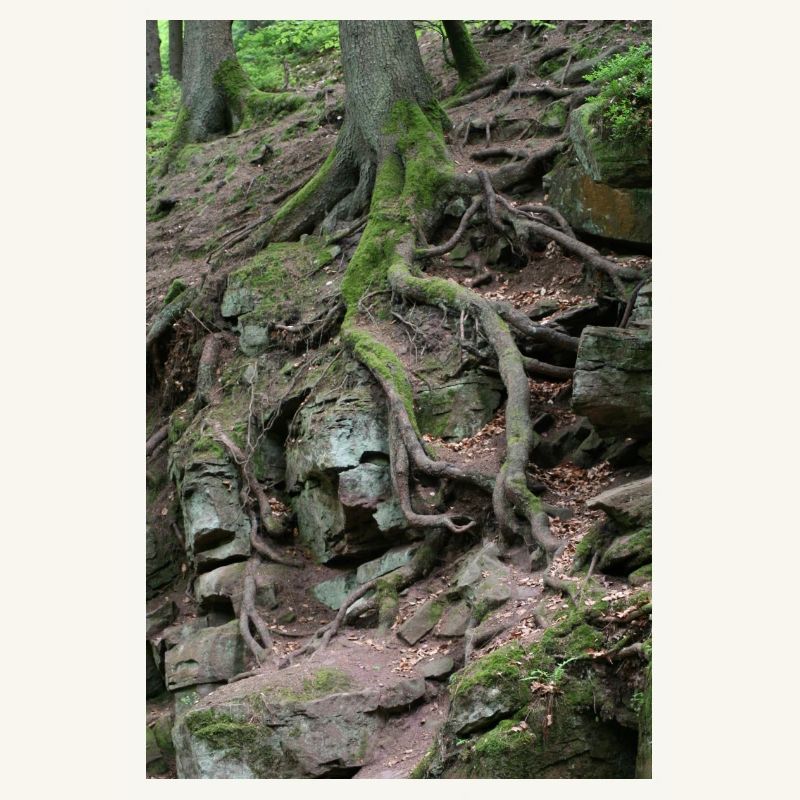 Root network in the rock forest