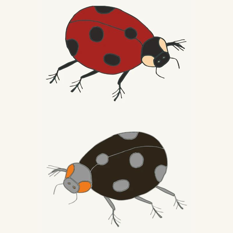 ladybug duo colored