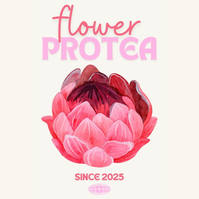 Protea Protea Fleur Proteas Fleurs roses