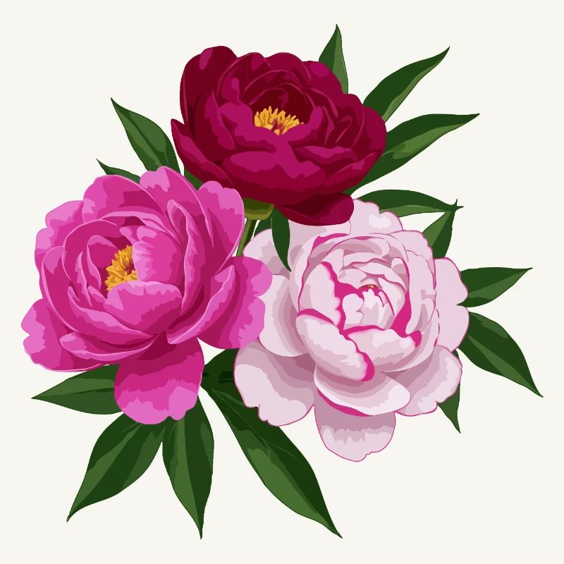 Peonia rosa bianca e rossa