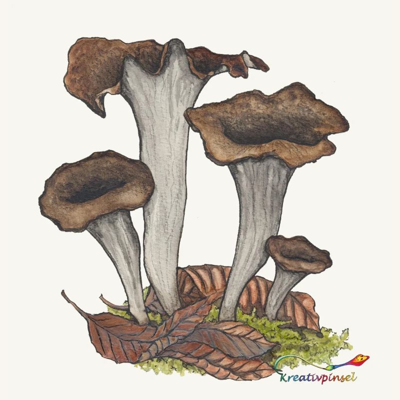 Herbst- oder Totentrompete, ein Pilz