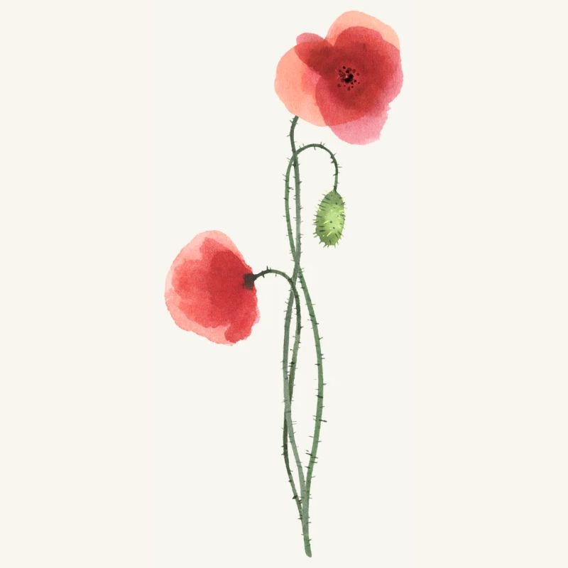 Fleur : coquelicot rouge