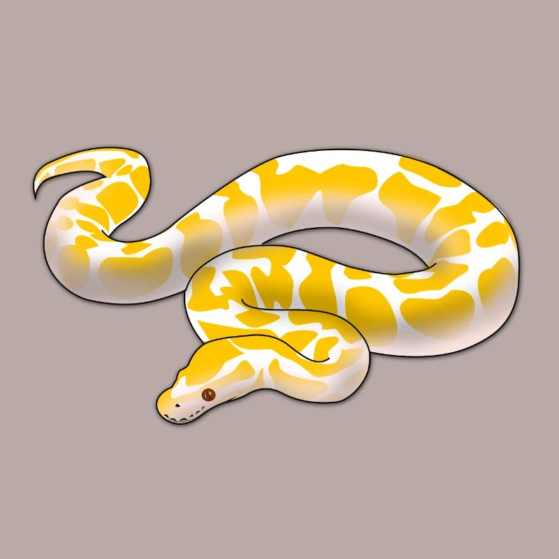 Albino ball python Python regius ballpython motif
