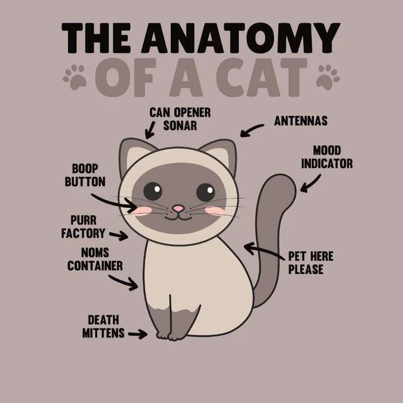 l’anatomie d’un chat explication d’un chat