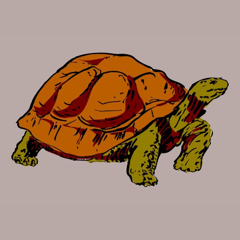 turtle