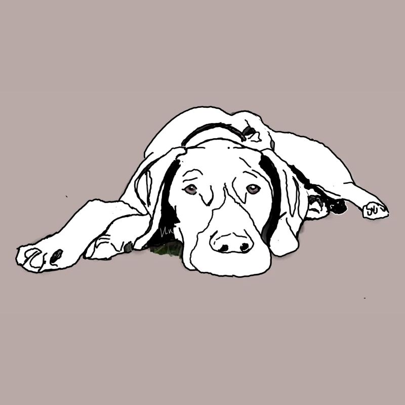 Pointer Deutsch Kurzhaar