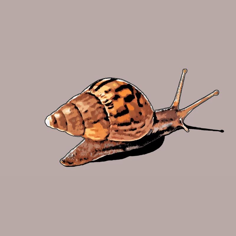 snail with shadow