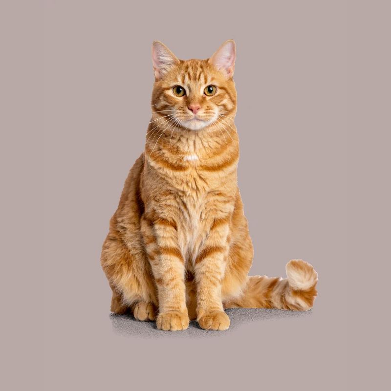 Orange Cat – Édition Good Pet