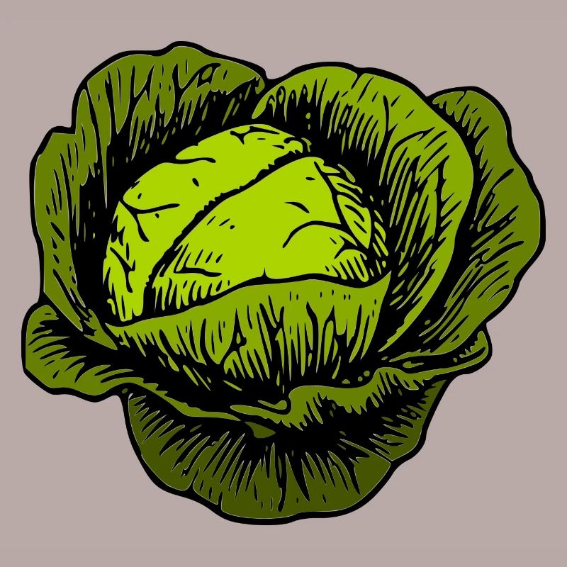 cabbage red cabbage white cabbage cabbage kale veggie gemuese