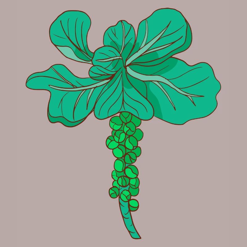 Brussels sprouts Brussels cabbage sprouts cabbage sprouts