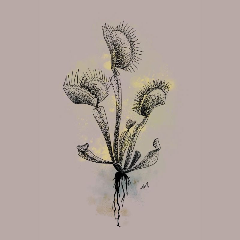 Venus flytrap