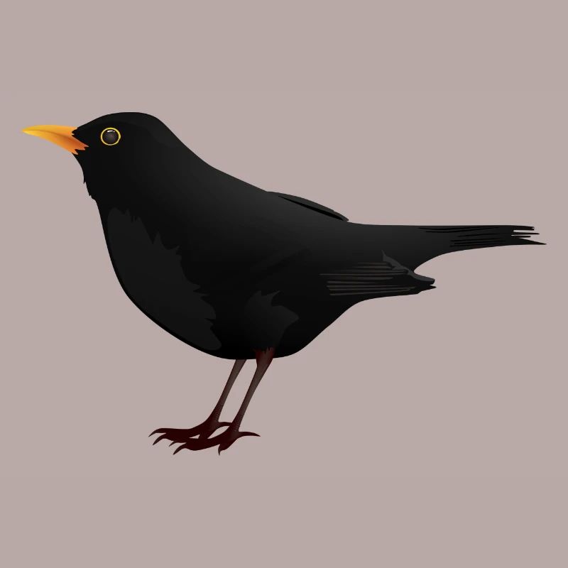 Amsel Drossel Star Vogel Geschenk Geschenkidee