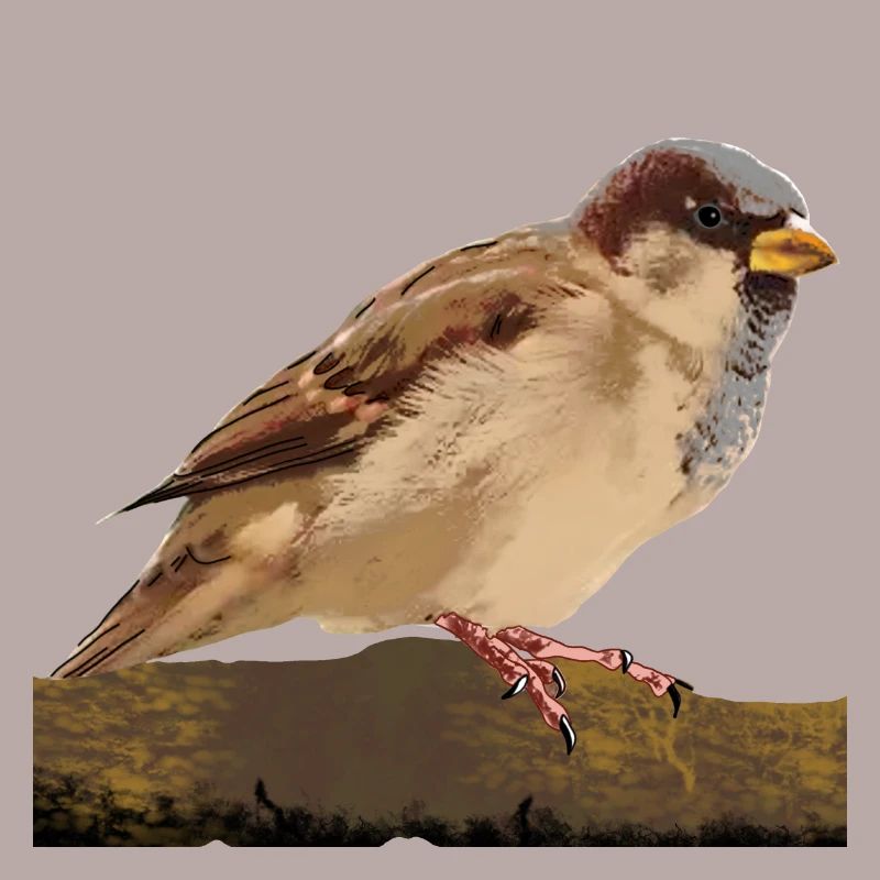sparrow